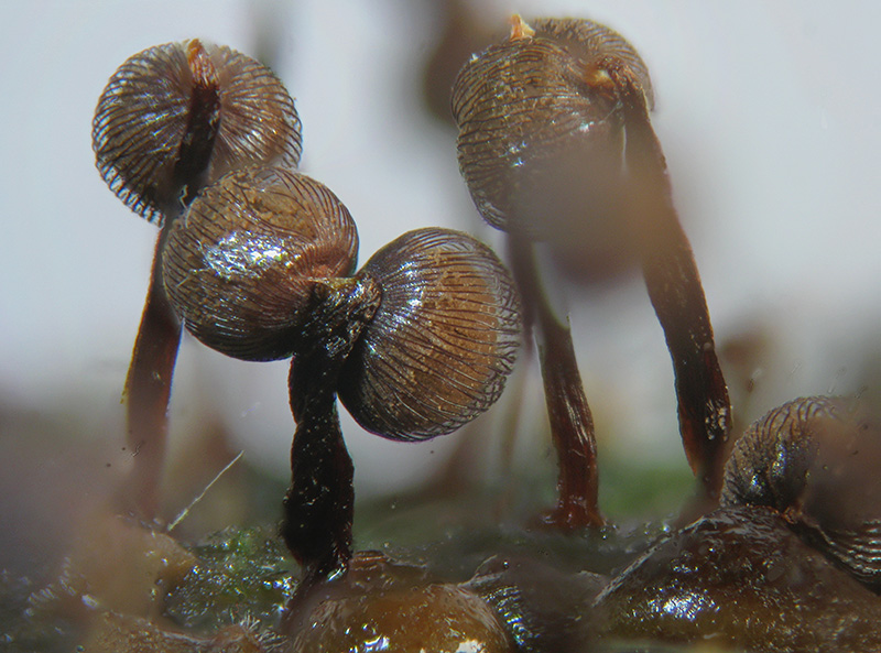 Cribraria cancellata